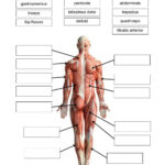 Label The Muscles – Drag And Drop Worksheet | Live Worksheets | Printable Anatomy Labeling Worksheets