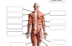 Label The Muscles – Drag And Drop Worksheet | Live Worksheets | Printable Anatomy Labeling Worksheets