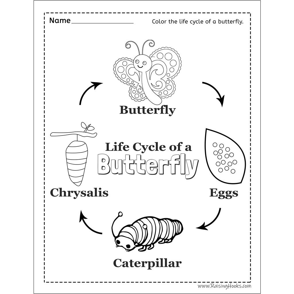 Life Cycle Of A Butterfly Worksheet - Raising Hooks | Printable Butterfly Life Cycle Worksheet