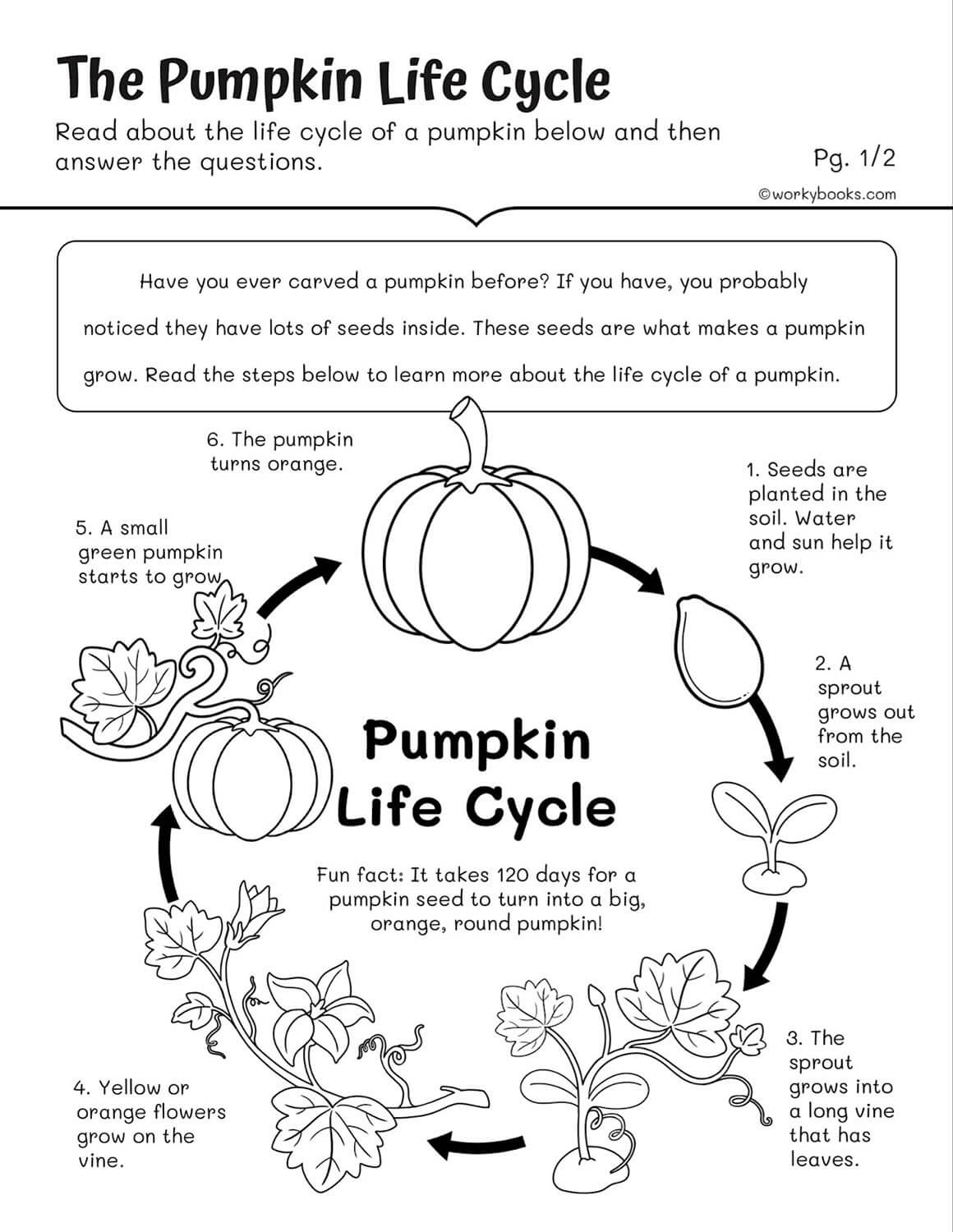 Life Cycles Worksheets | Workybooks | Free Printable Second Grade Science Worksheets