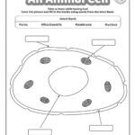 Model Of An Animal Cell Coloring Pages | Kids Activities Blog | Free Printable Animal Cell Worksheets