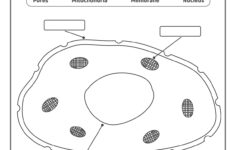 Model Of An Animal Cell Coloring Pages | Kids Activities Blog | Free Printable Animal Cell Worksheets
