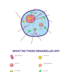 Parts Of An Animal Cell Worksheet | Education World | Free Printable Cell Worksheets