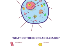 Parts Of An Animal Cell Worksheet | Education World | Free Printable Cell Worksheets