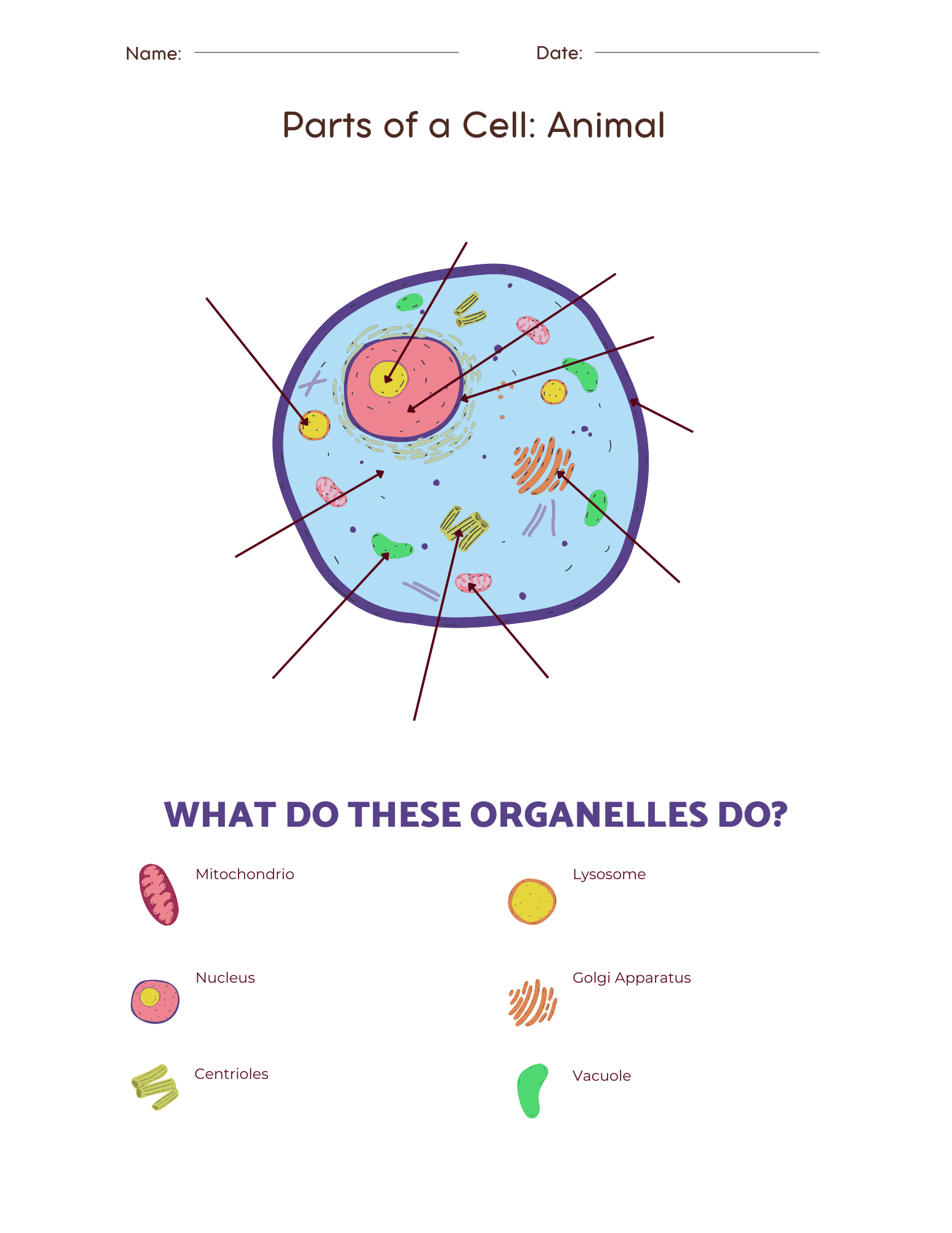 Parts Of An Animal Cell Worksheet | Education World | Free Printable Cell Worksheets