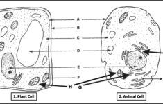 Animal And Plant Cell Worksheets Printable Animal And Plant Cell Worksheets Printable