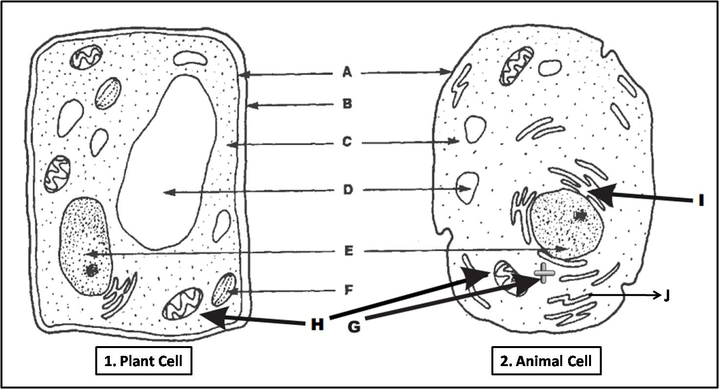 Plant Cell And Animal Cell Diagram Quiz | Animal And Plant Cell Worksheets Printable