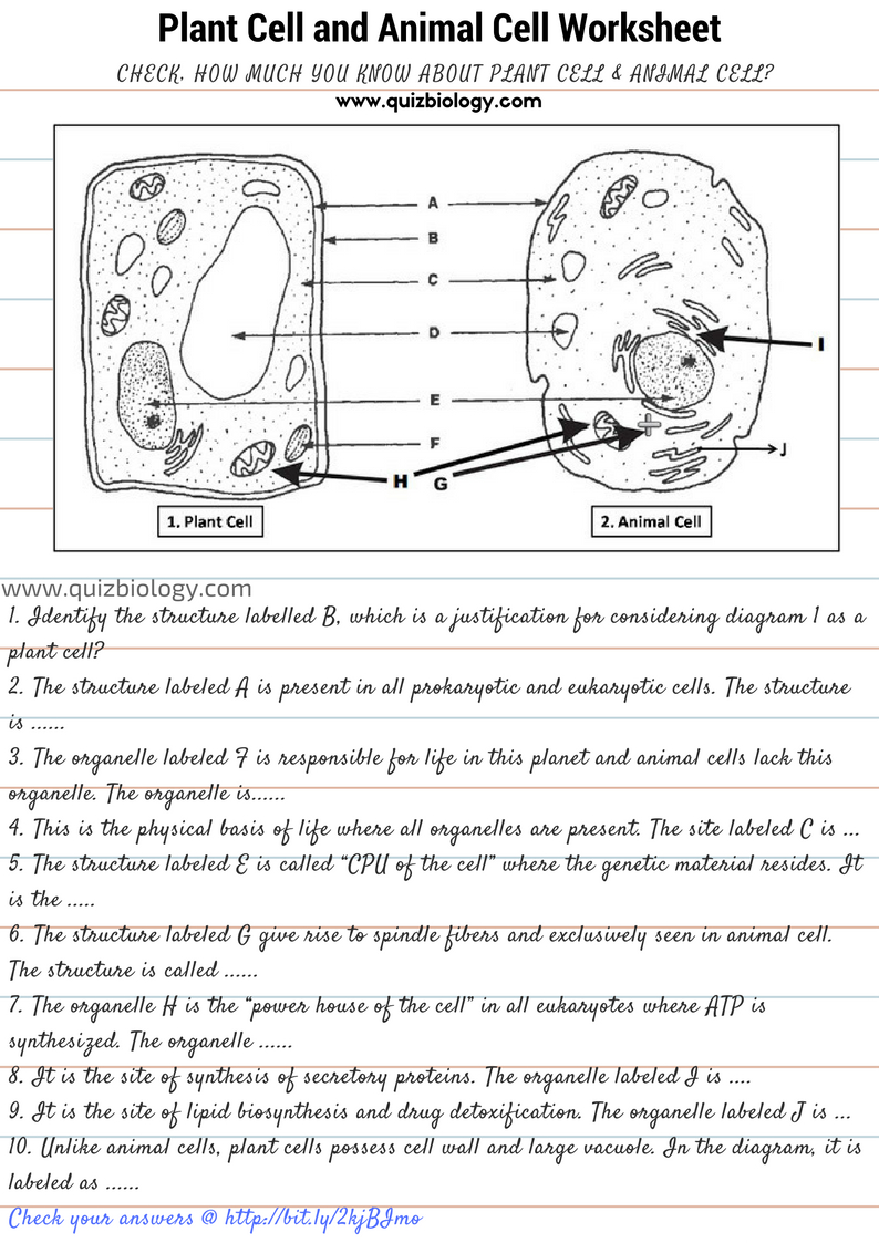Plant Cell Vs Animal Cell Worksheet - Worksheets Library | Animal And Plant Cell Worksheets Printable