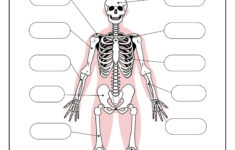 Skeleton System Worksheets - Free Coloring Pages, Pdf Printables | Printable Anatomy Labeling Worksheets