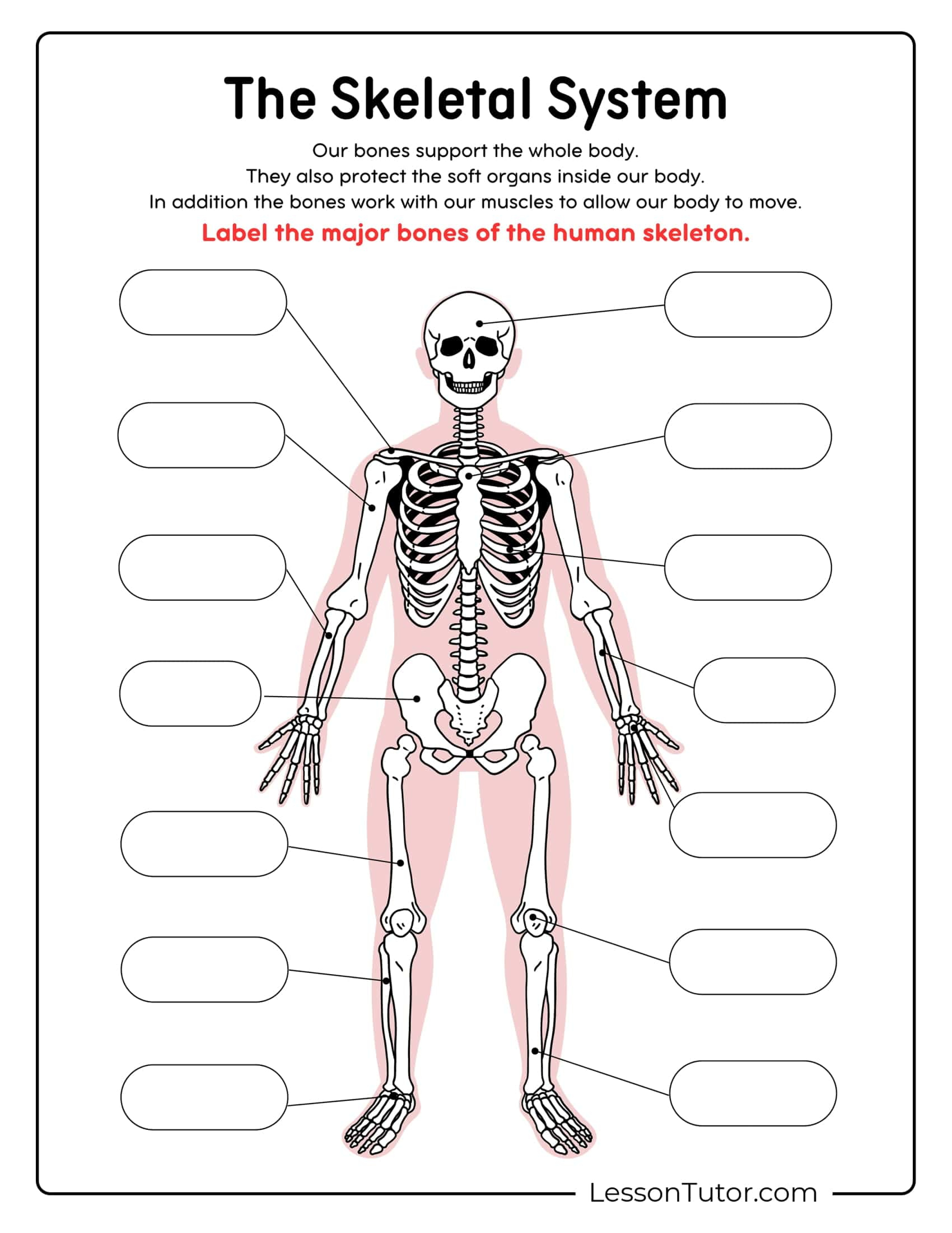 Skeleton System Worksheets - Free Coloring Pages, Pdf Printables | Printable Anatomy Labeling Worksheets