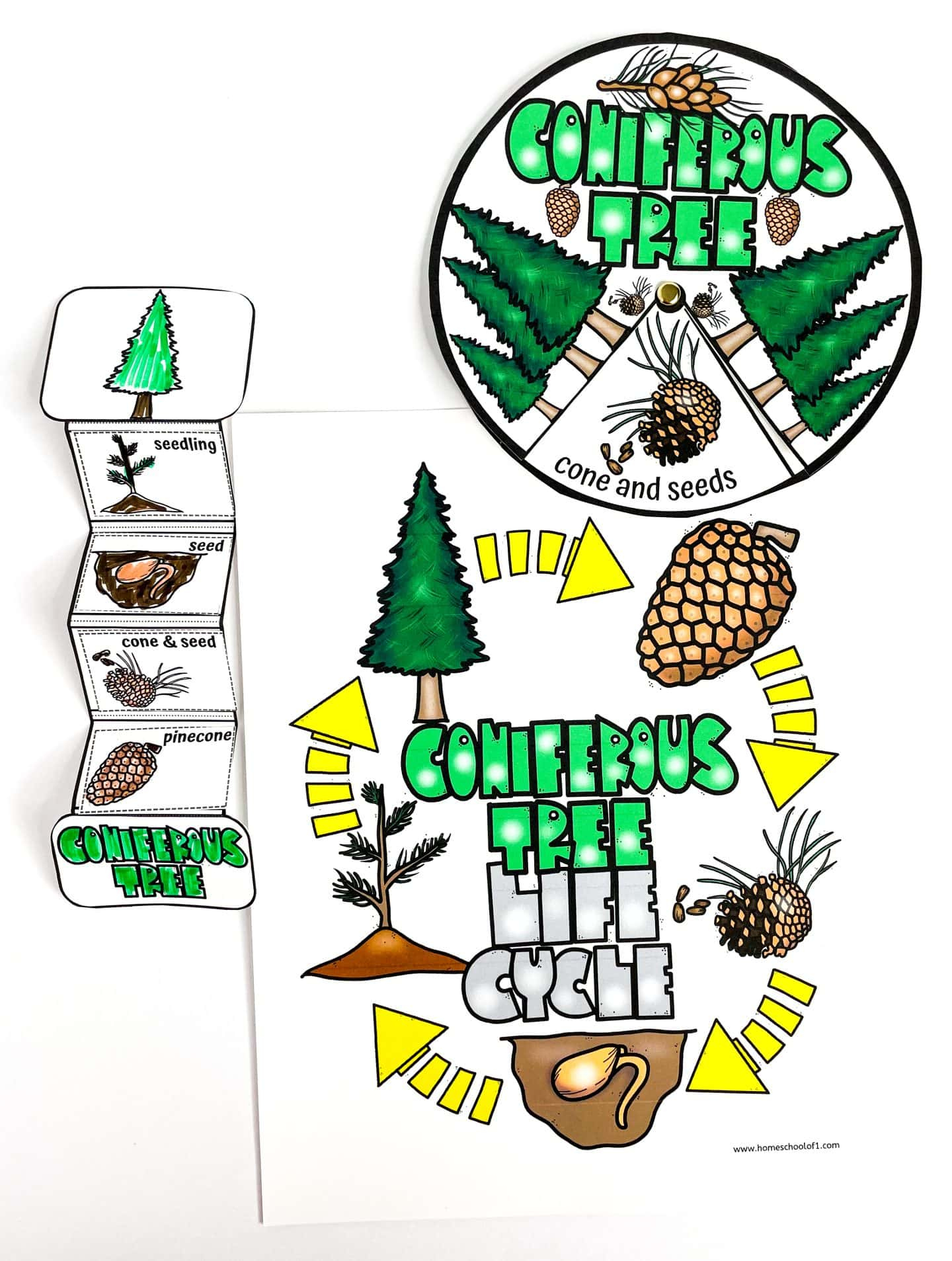 Free Life Cycle Of A Christmas Tree Worksheet | Life Cycle Of A Christmas Tree Worksheets