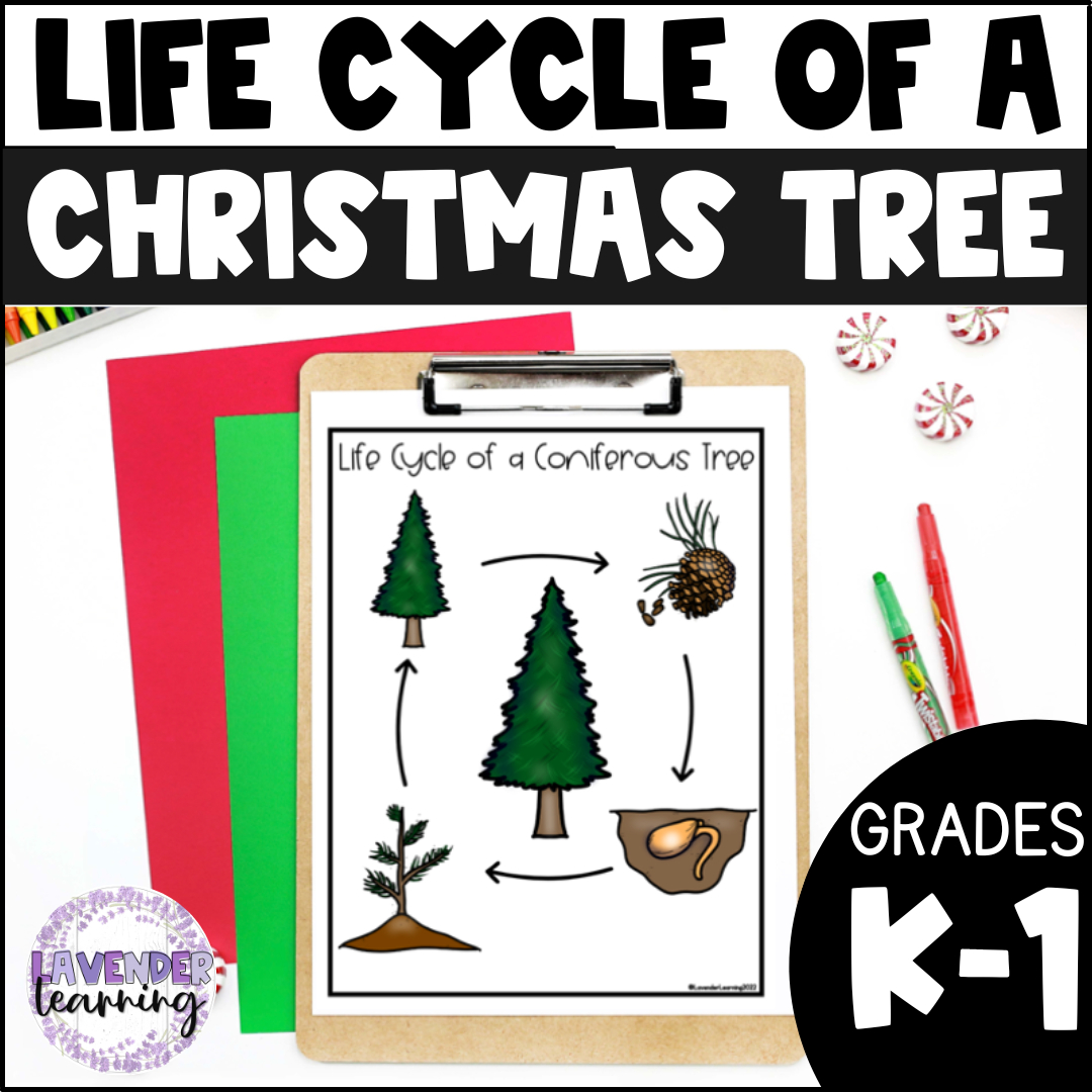 Life Cycle Of A Christmas Tree Activities, Worksheets, Booklet | Life Cycle Of A Christmas Tree Worksheets