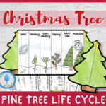 Pine Tree Life Cycle Foldable Templates | Christmas Tree Life | Life Cycle Of A Christmas Tree Worksheets