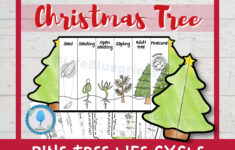 Pine Tree Life Cycle Foldable Templates | Christmas Tree Life | Life Cycle Of A Christmas Tree Worksheets
