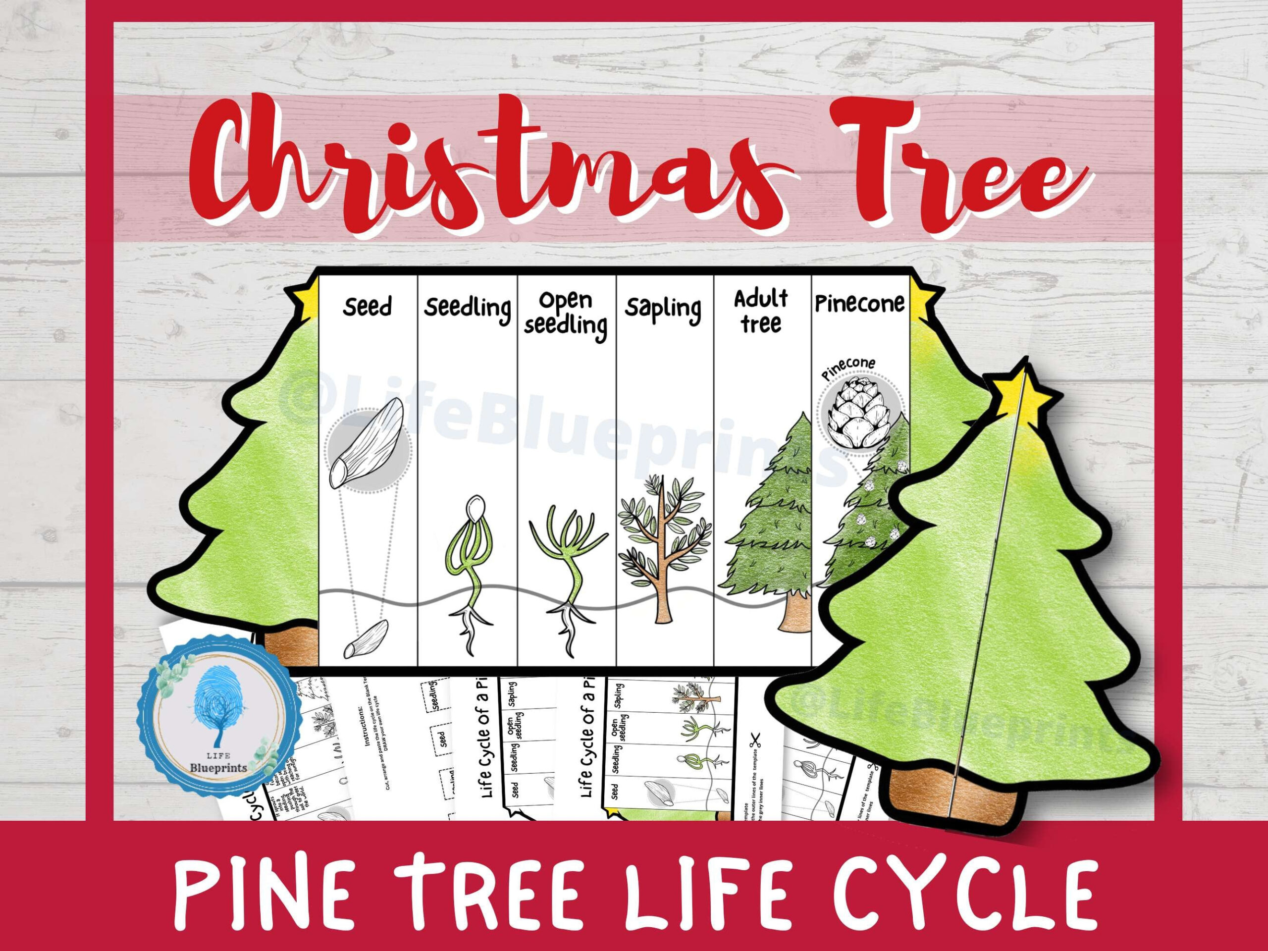 Pine Tree Life Cycle Foldable Templates | Christmas Tree Life | Life Cycle Of A Christmas Tree Worksheets