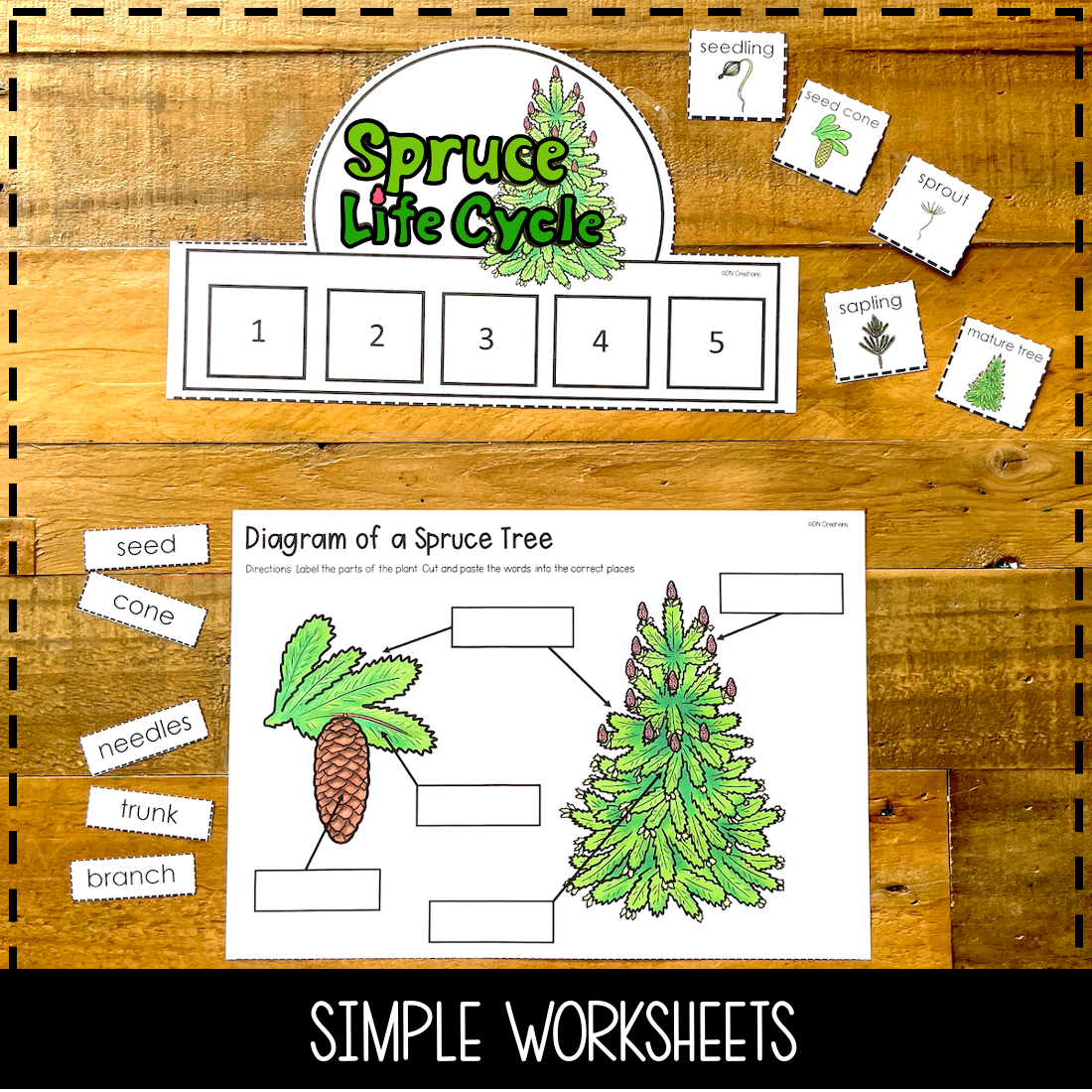 Send Home Science Spruce Tree Life Cycle L Christmas Tree | Life Cycle of a Christmas Tree Worksheets